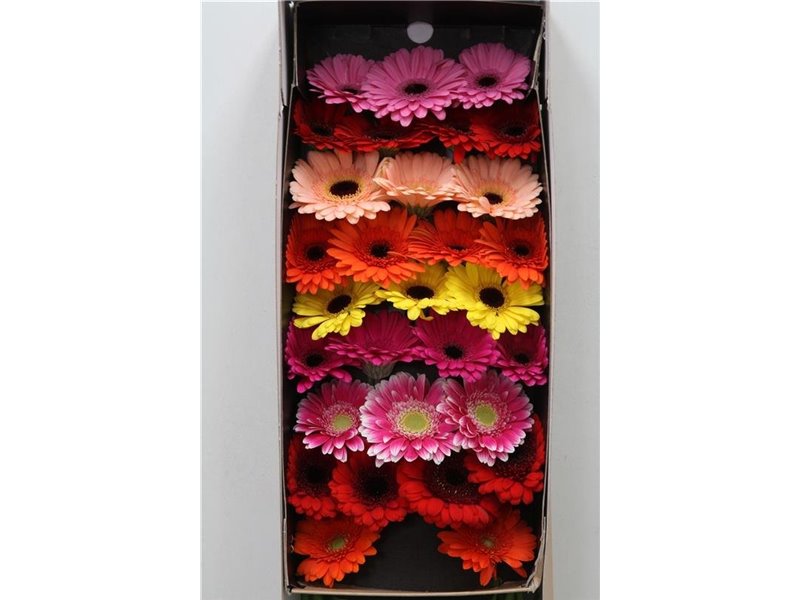 Gerbera Sp Mi Spinner x20 c1811