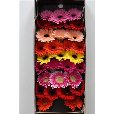 Gerbera Sp Mi Spinner x20 c1811