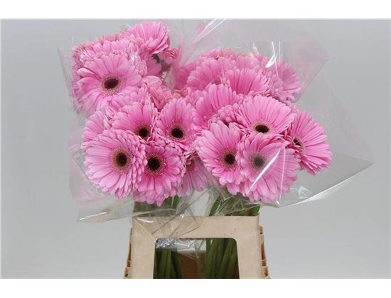 Gerbera * 65 Cm Alison X10 c1814