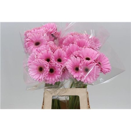 Gerbera * 65 Cm Alison X10 c1814