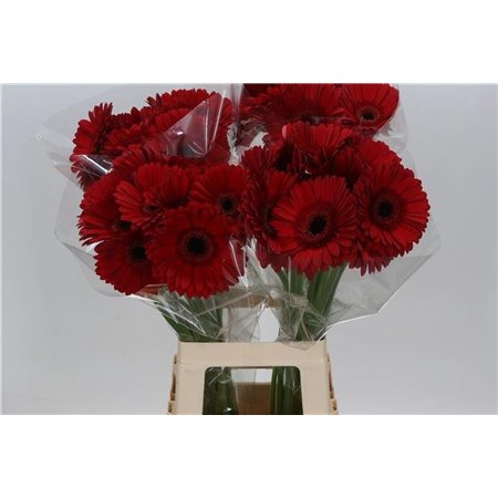Gerbera * 65 Cm Alison X10 c1815