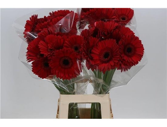 Gerbera * 65 Cm Armor X10 c1816