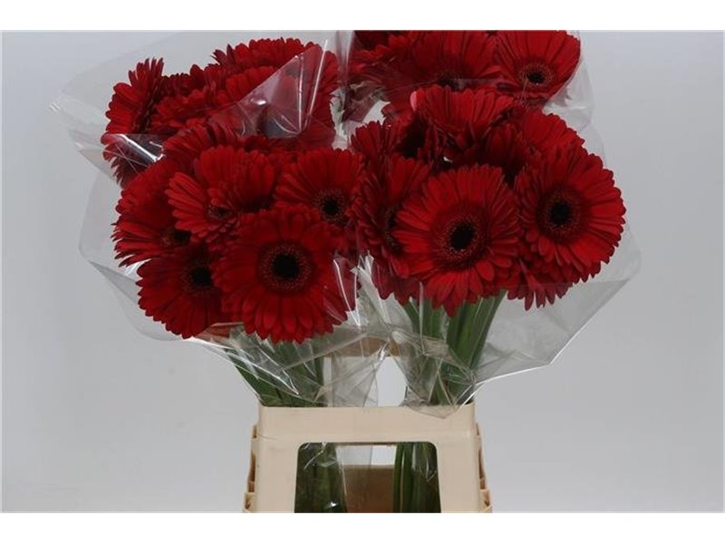 Gerbera * 65 Cm Armor X10 c1816