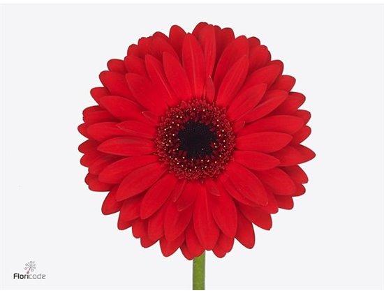 Gerbera * 65 Cm Beauty X10 c1817