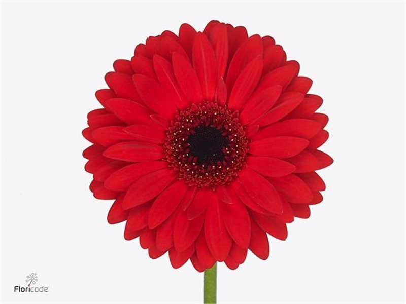 Gerbera * 65 Cm Beauty X10 c1817