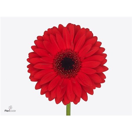 Gerbera * 65 Cm Beauty X10 c1817