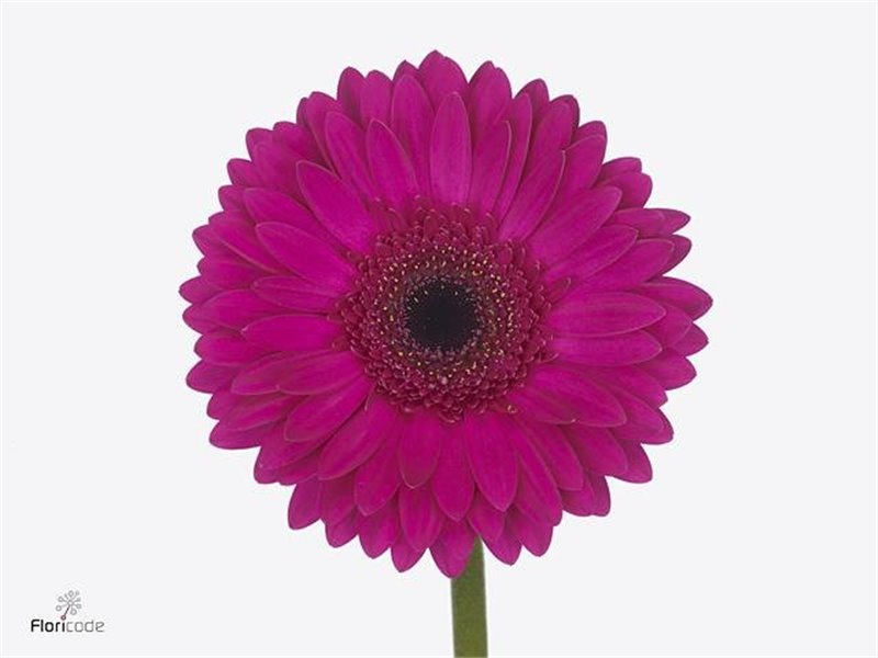 Gerbera * 65 Cm Bon Dia X10 c1818