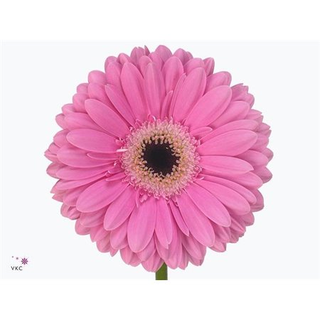 Gerbera * 65 Cm Candela X10 c1821