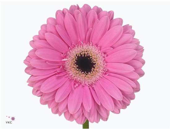 Gerbera * 65 Cm Dreamer X10 c1822