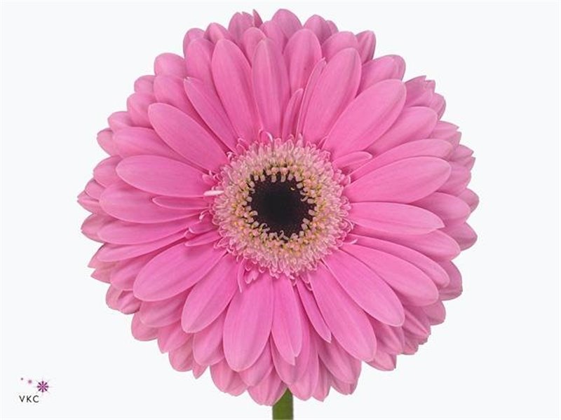 Gerbera * 65 Cm Dreamer X10 c1823