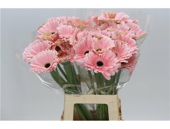 Gerbera * 65 Cm Dulcie X10 c1824