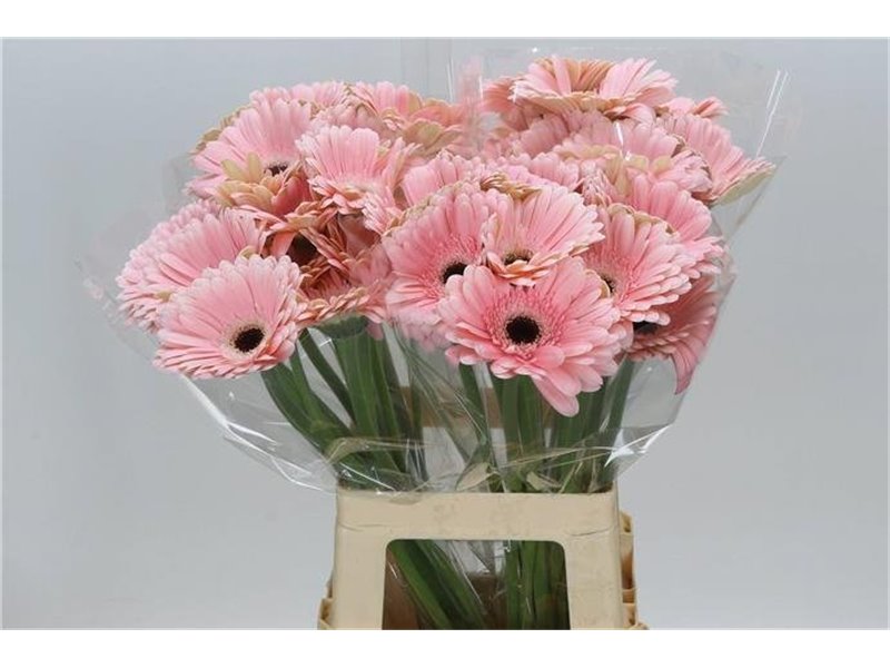Gerbera * 65 Cm Dulcie X10 c1824