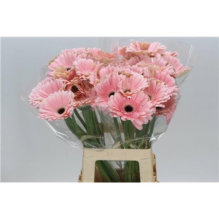 Gerbera * 65 Cm Dulcie X10 c1824