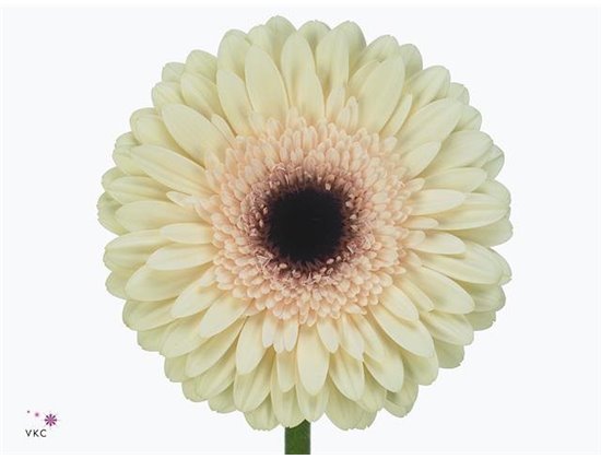 Gerbera * 65 Cm Dulcie X10 c1825
