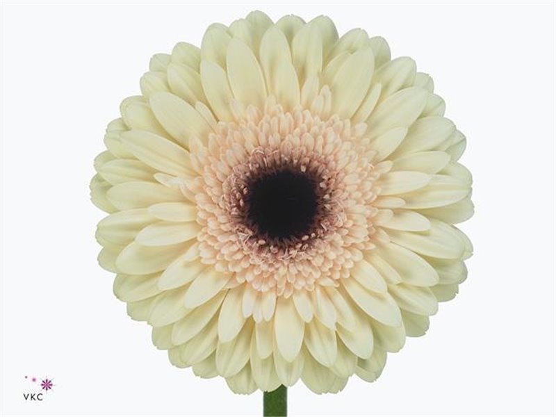 Gerbera * 65 Cm Dulcie X10 c1825