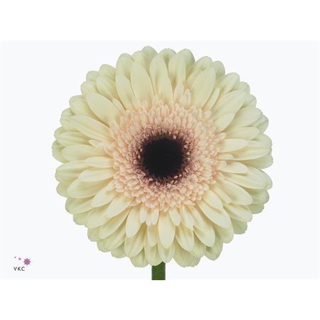 Gerbera * 65 Cm Dulcie X10 c1825