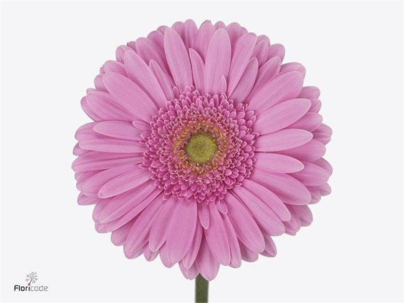 Gerbera * 65 Cm Glossy X10 c1826