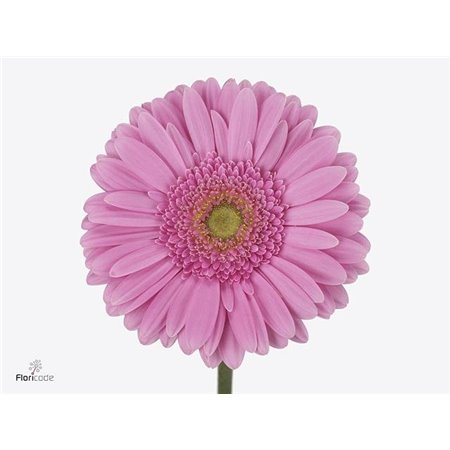 Gerbera * 65 Cm Glossy X10 c1826