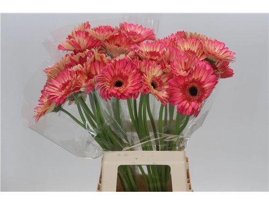 Gerbera * 65 Cm Hippie Chic X10 c1827