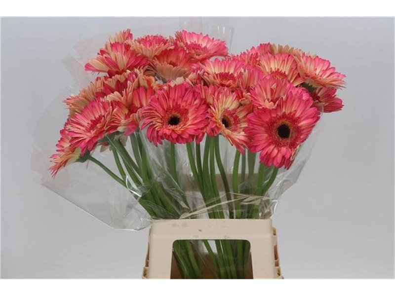 Gerbera * 65 Cm Hippie Chic X10 c1827