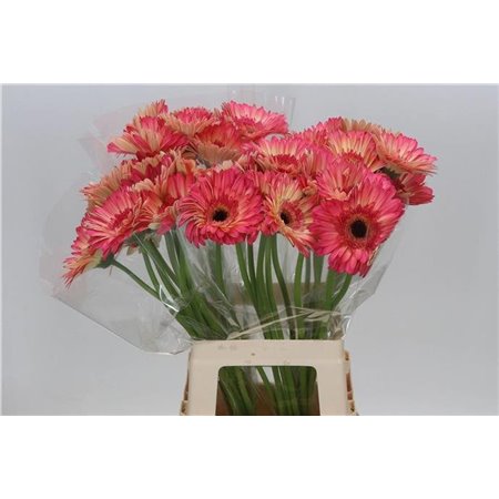 Gerbera * 65 Cm Hippie Chic X10 c1827