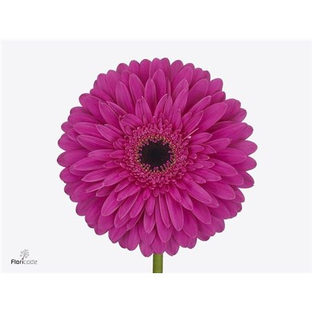 Gerbera * 65 Cm Madeira X10 c1828