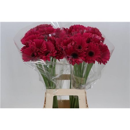 Gerbera * 65 Cm Marilu X10 c1829