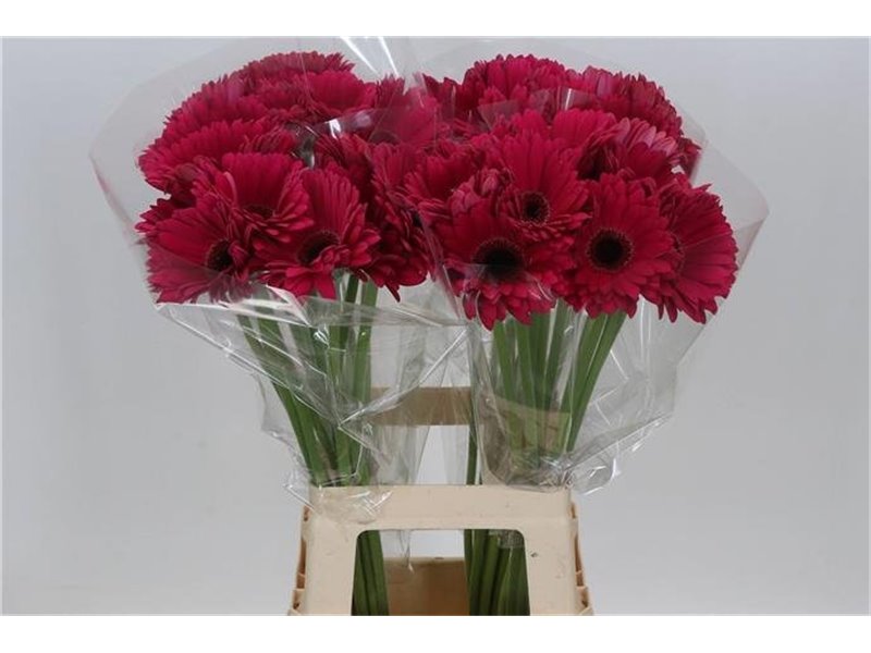 Gerbera * 65 Cm Marilu X10 c1830