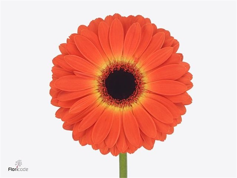 Gerbera * 65 Cm Marilu X10 c1832