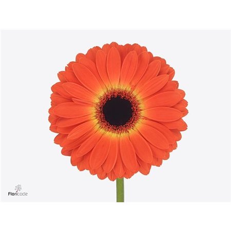 Gerbera * 65 Cm Medina X10 c1833