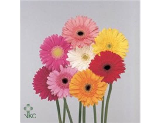 Gerbera * 65 Cm Mixed in Bunch X10 (kwekers Keus) c1834
