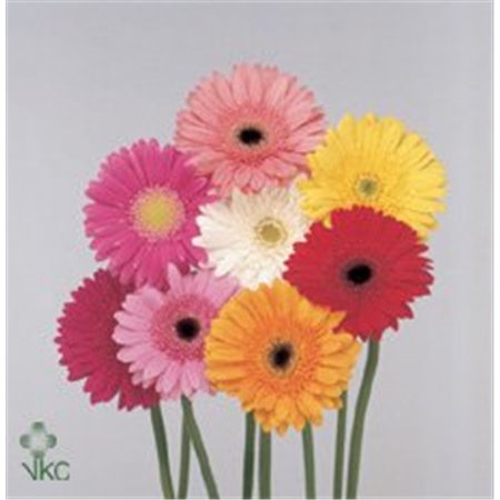 Gerbera * 65 Cm Mixed in Bunch X10 (kwekers Keus) c1834