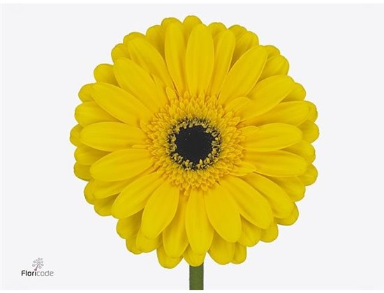 Gerbera * 65 Cm Olympic Gold X10 c1835