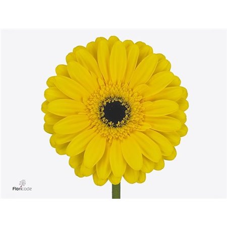 Gerbera * 65 Cm Olympic Gold X10 c1835