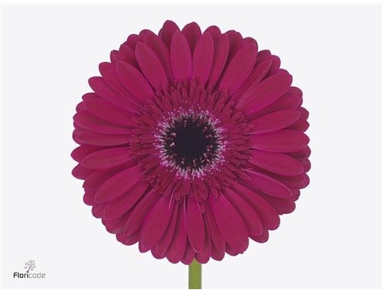 Gerbera * 65 Cm Passoa X10 c1837