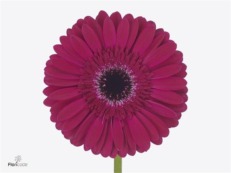 Gerbera * 65 Cm Passoa X10 c1837
