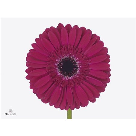 Gerbera * 65 Cm Passoa X10 c1837