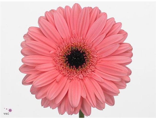 Gerbera * 65 Cm Pre-intenzz X10 c1838