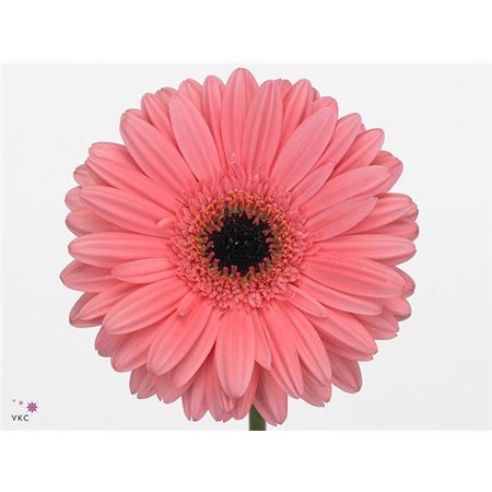 Gerbera * 65 Cm Pre-intenzz X10 c1838