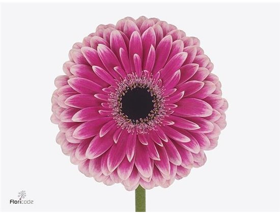 Gerbera * 65 Cm Prelude X10 c1839