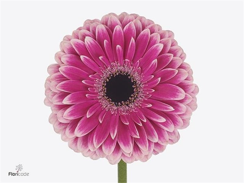 Gerbera * 65 Cm Prelude X10 c1839