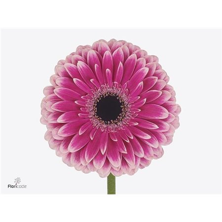 Gerbera * 65 Cm Prelude X10 c1839