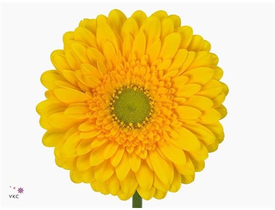 Gerbera * 65 Cm Submarine X10 c1840