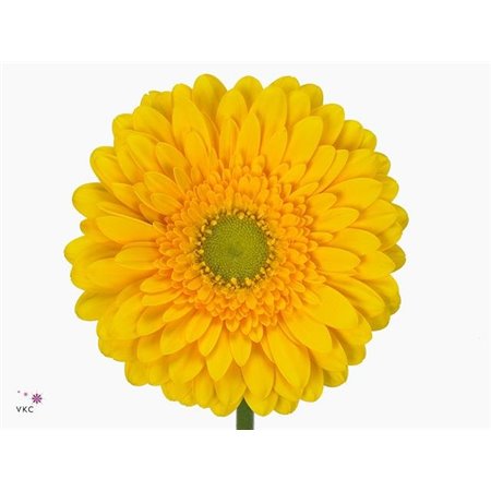 Gerbera * 65 Cm Submarine X10 c1840