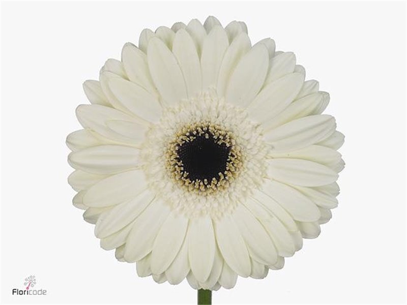 Gerbera * 65 Cm White House X10 c1841
