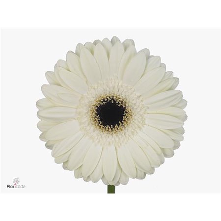 Gerbera * 65 Cm White House X10 c1841