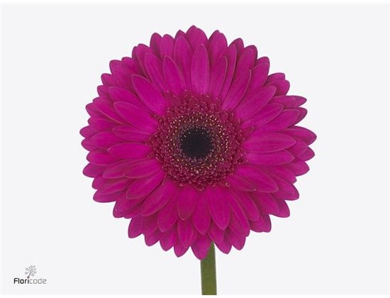 Gerbera * Bon Dia X50 c1845