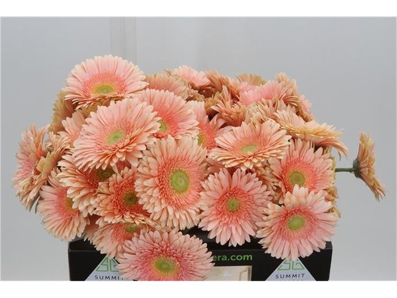 Gerbera * Candela X10 c1847