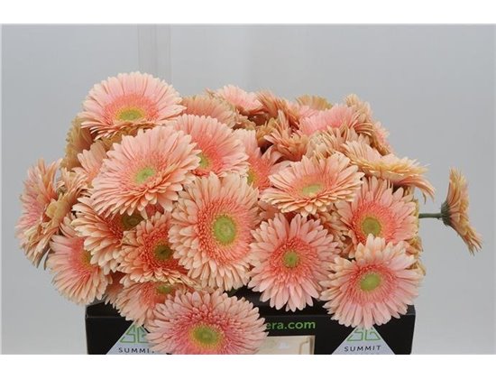 Gerbera * Carlita X50 c1848