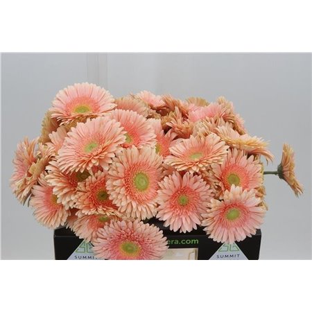 Gerbera * Carlita X50 c1848